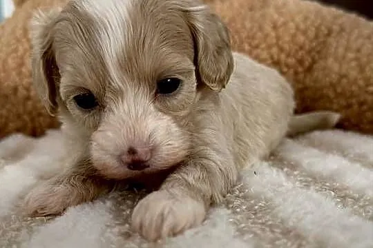 Maltipoo piękne dziewczynki, Małopolskie, Wadowice