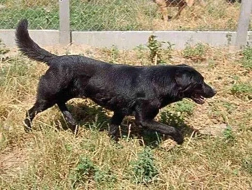 Agent vel Rzeszowiak w typie labradora szuka domu,