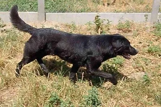 Agent vel Rzeszowiak w typie labradora szuka domu,