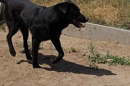 Agent vel Rzeszowiak w typie labradora szuka domu,