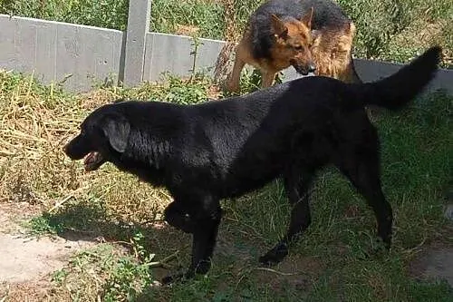 Agent vel Rzeszowiak w typie labradora szuka domu,