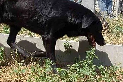 Agent vel Rzeszowiak w typie labradora szuka domu,