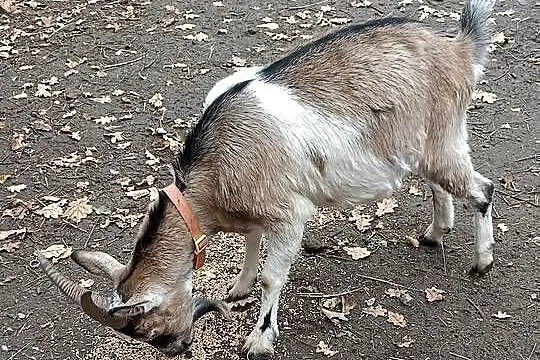 Koza, Opolskie, Niemodlin