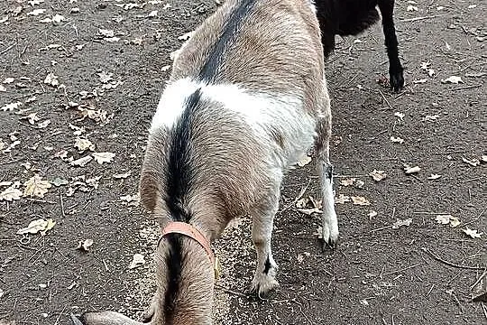 Koza, Opolskie, Niemodlin