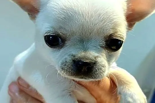 Chihuahua Biała  Krótkowłosa Sunia