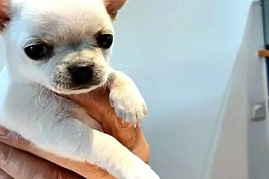 Chihuahua Biała  Krótkowłosa Sunia, Łódzkie, Zgierz