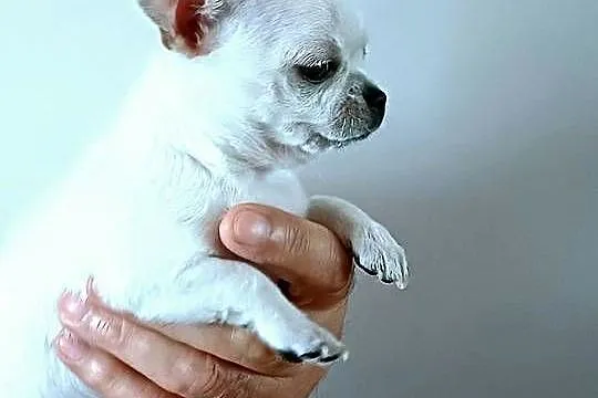 Chihuahua Biała  Krótkowłosa Sunia, Łódzkie, Zgierz