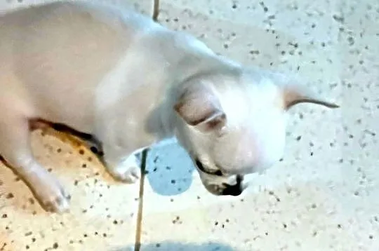 Chihuahua Biała  Krótkowłosa Sunia, Łódzkie, Zgierz