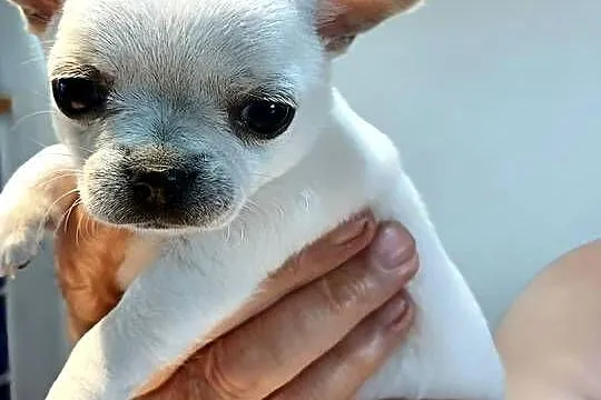 Chihuahua Biała  Krótkowłosa Sunia, Łódzkie, Zgierz