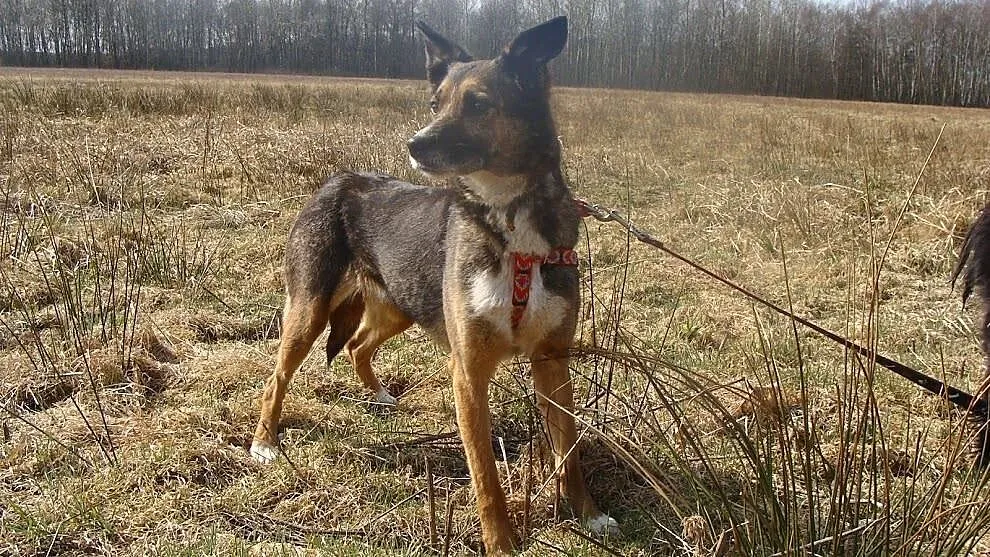Piękna KALI boi się świata - przekonasz ją, że moż