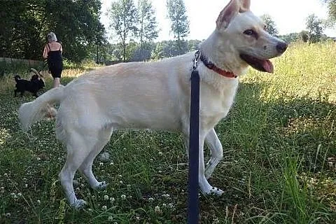 KIARA -1,5 roczna sunia w typie szwajacarskiego , 