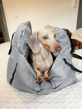 Szczenięta Jamnika | Zarejestrowane w Kennel Club | Szukają domów na zawsze, , Konstancin-Jeziorna