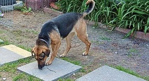 Bunia, mix owczarka niemieckiego szuka domu, Kund
