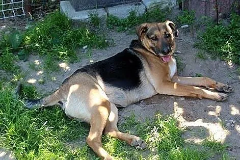 Bunia, mix owczarka niemieckiego szuka domu,  Kund