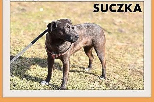 RÓŻYCZKA,mała 6 kg,łagodna,delikatna,tulaśna suczka.ADOPCJA,  dolnośląskie Wrocław