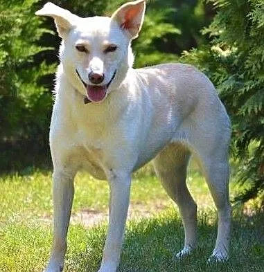 MILKA – piękna, biała sunia już tak długo szuka domu... ADOPTUJ!, Wielkopolskie, Poznań