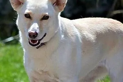 MILKA – piękna, biała sunia już tak długo szuka domu... ADOPTUJ!, Wielkopolskie, Poznań
