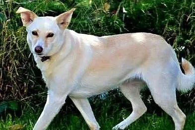 MILKA – piękna, biała sunia już tak długo szuka domu... ADOPTUJ!, Wielkopolskie, Poznań