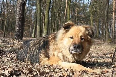 Fin- sympatyczny pan,  mazowieckie Nowy Dwór Mazow