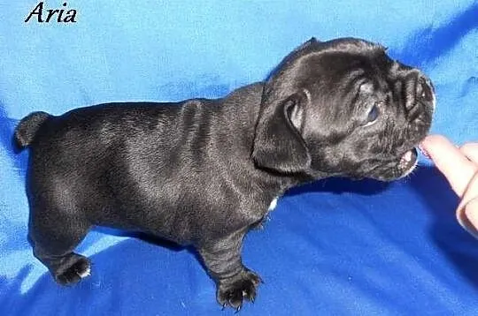 Buldog francuski czarne szczenięta