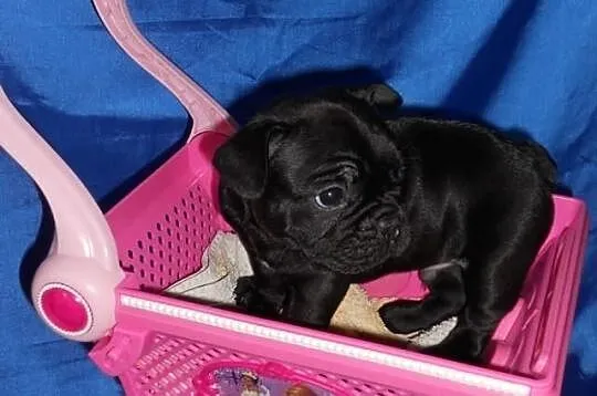 Buldog francuski czarne szczenięta