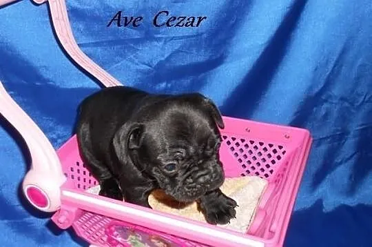Buldog francuski czarne szczenięta