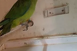 Papuga samica barabandy, Nowy Sącz