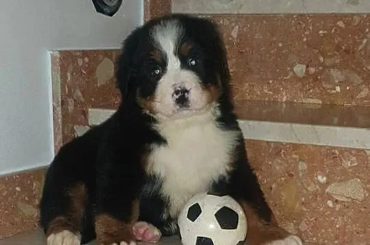 Szczeniaki Berneński pies pasterski, Świętokrzyskie, Łukowa