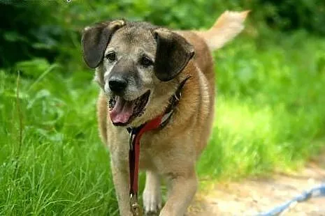 Rudzik kochany, miły, łagodny psiak ADOPCJA,  małopolskie Kraków