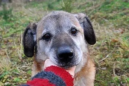Rudzik kochany, miły, łagodny psiak ADOPCJA,  mało