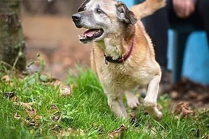 Rudzik kochany, miły, łagodny psiak ADOPCJA,  mało