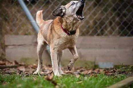 Rudzik kochany, miły, łagodny psiak ADOPCJA,  mało