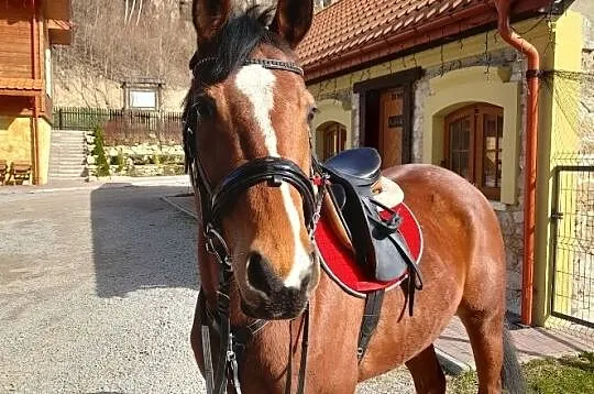 Dzierżawa, , OSTROWIEC