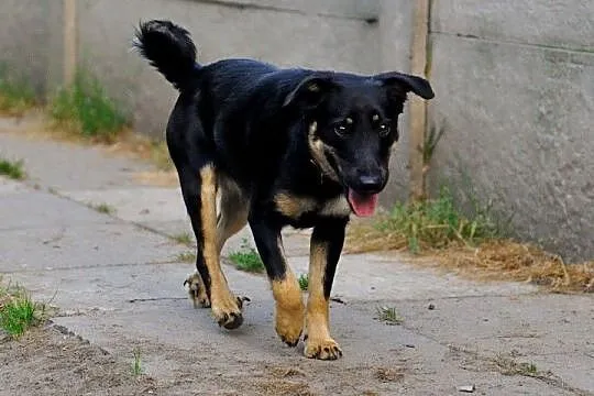 Tosia wesoła suczka szczeniak 10 mcy ADOPCJA