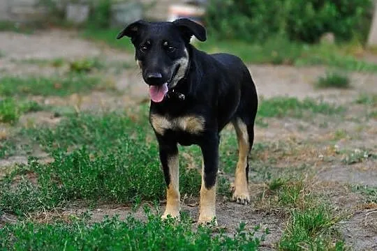 Tosia wesoła suczka szczeniak 10 mcy ADOPCJA
