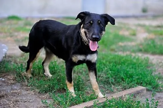 Tosia wesoła suczka szczeniak 10 mcy ADOPCJA