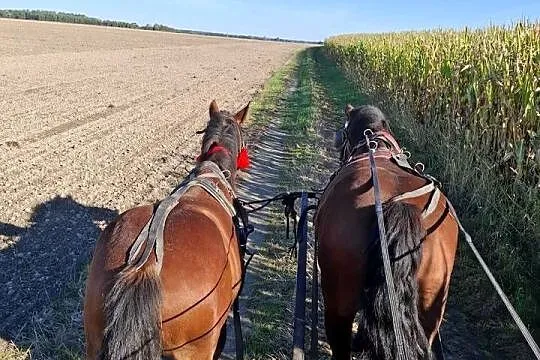 Wałach 18 miesięcy