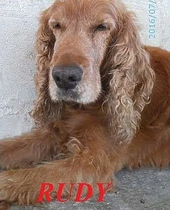 RUDY - uroczy senior szuka domu, małopolskie Nowy