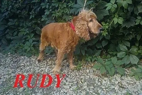 RUDY - uroczy senior szuka domu,  małopolskie Nowy