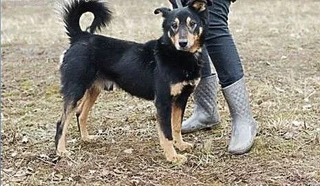 GONZALES- STARSZY PSIAK SZUKA WYJĄTKOWEGO DOMU, ł