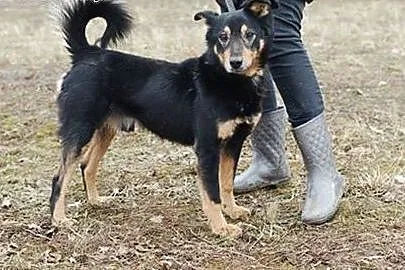 GONZALES- STARSZY PSIAK SZUKA WYJĄTKOWEGO DOMU,  ł