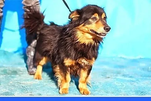 7 kg,wesoły,przyjazny,kontaktowy piesek długowłosy.ADOPCJA,  małopolskie Kraków