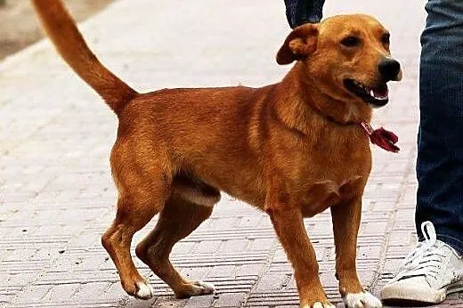 KREDYT - złoty chłopak, do adopcji,  Kundelki cała