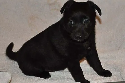 KROPKA - śliczna, 8 tygodniowa, mała sunia do adopcji,  mazowieckie Warszawa