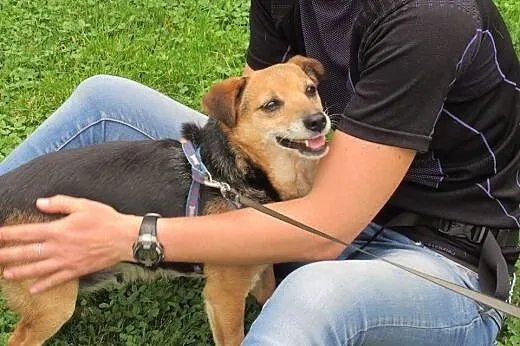 2 drobne psiaki uratowane z łańcucha pilnie szukaj