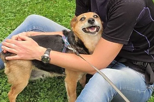 2 drobne psiaki uratowane z łańcucha pilnie szukaj