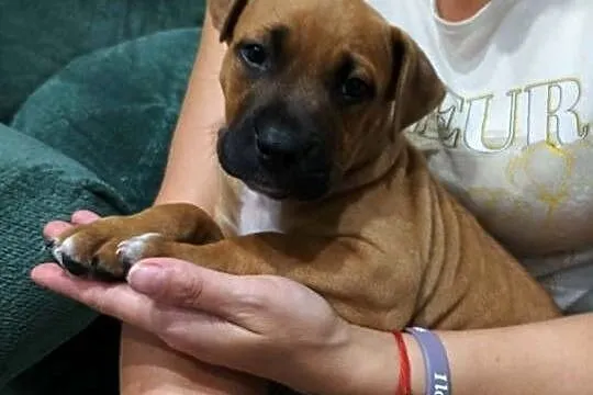 amstaff