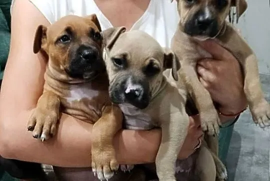 amstaff, Mazowieckie, Mińsk Mazowiecki