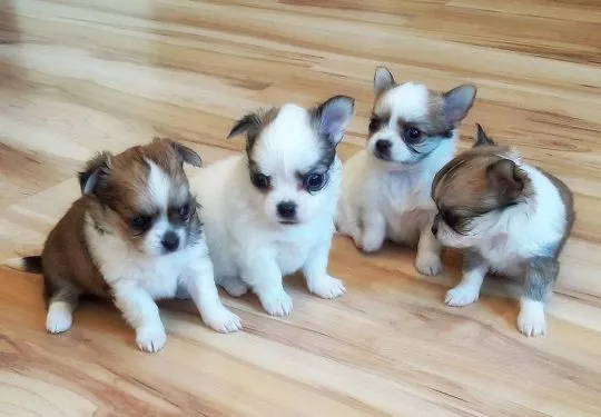 Przepiękne Chihuahua szczenięta gotowe do sprzedaży w nowych domach, , Inowrocław
