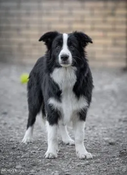 Border Collie piękne zarejestrowane szczenięta na sprzedaż, Mazowieckie, Warszawa